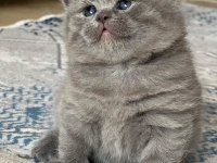 British shorthair ve scottish fold kedilerimiz