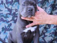 Fcı-Kıf Secereli Safkan Cane Corso Yavrular