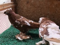 Özbek taklacı güvercini (Çini renkleri)