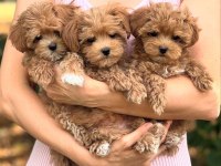 DİZAYN IRK MALTİPOO YAVRULAR