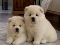 Çin aslanı yavru köpekler