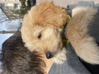 Poodle ve golden karışımı goldendoodle bebeğimiz