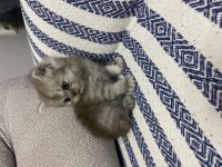 Küt burun bebek kediler
