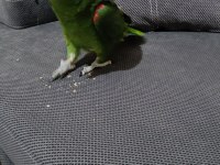 Sarı Alınlı Amazon Papağanı (Amazona Ochrocephala)