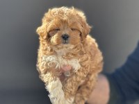En güzel maltipoo yavrular ziyarete açık