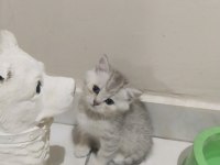 Safkan british shorthair yavrular