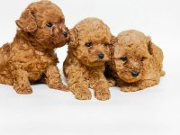 Mükemmel Toy Poodle Yavrular