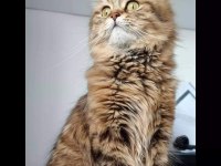 British longhair golden Black