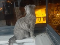 Bursa içi sahiplendirilecek scottish fold