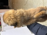 45 GÜNLÜK ERKEK DİŞİ PEKİNEZ YAVRULARI