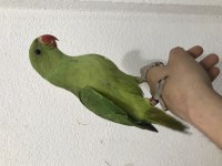 Full evcil 3 aylık Pakistan yavru