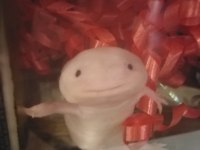 Axolotl Meksika semenderi
