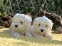 Güzeller Güzeli Maltese Terrier Yavrular