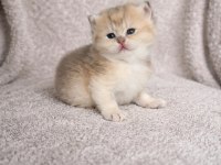Saf kan full şecereli british shorthair
