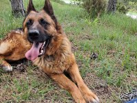 Showline dişi Alman çoban köpeği