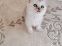 Safkan british shorthair yavrularımız