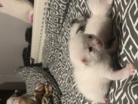 British shorthair bebeklerimiz sahiplendirilcektir