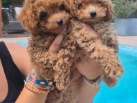 TÜRKİYENİN EN ÖZEL POODLE YAVRULARI 
