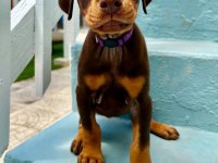 Muhteşem doberman bebekler güvenli kapıya teslim
