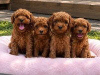 TÜRKİYE GENELİ 81 İLE GÖNDERİM TOY POODLE