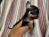 Safkan Chıhuahua Yavru Köpekleri