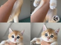En güzel golden british shorthair yavrular