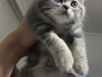 Güzeller GÜZELİMİZ Kedimiz