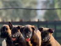 Muhteşem Belçika Malinois yavrularımız