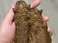Red Brown renk Kore kan poodle bebekler