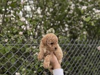 POODLE YAVRUMUZ YENİ YUVASINI ARIYOR