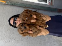 Maltipoo Yavrularım Sağlık Ve Irk Garantilidir
