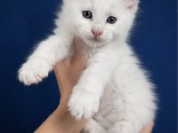 Xxxl Bembeyaz Maine Coon Yavrularımız