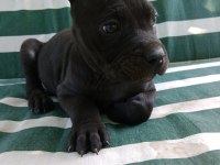 Cane Corso yavrularımız ırk garantilidir