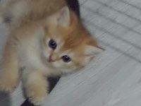 Safkan british shorthair ister şecereli ister şeceresiz