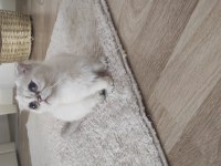 Scottish fold kısırlaştırma şartı ile