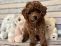 Kızıl Kahve Mükemmel Toy Boy Poodle