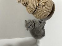 British shorthair yavrularımız