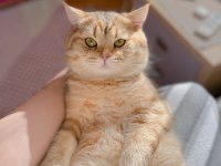 Kedi eş bulma british shorthair