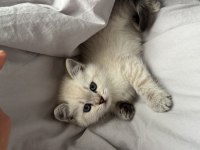 Tuvalet eğitimli british shorthair