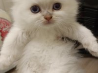 Scottish straight ve scottish fold yavrularım