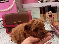 Toy poodle dişi ve erkek yavrumuz