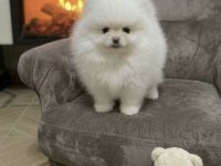 Pomeranian Boo Kar Beyaz Erkek Prens