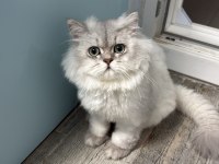Kedimiz Yumak Yuva Arıyor