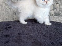 British shorthair dişi kedimiz