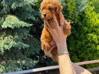 RED BROWN TOY POODLE BEBEKLER
