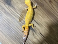 11 aylık dişi leopard gecko Tramper Sunglow