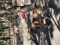 8 aylık 2 kardeş köpeğimiz