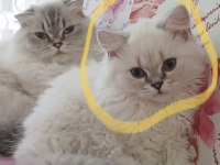 Kendi kedimin british longhair yavrusu