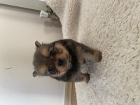 Yavru pomeranian