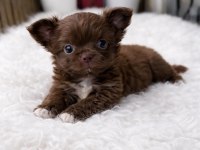 Çikolata Wc Eğitimli Mini Boy Chihuahua